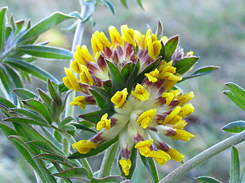 Anthyllis vulneraria subsp. weldeniana (=Anthyllis x adriatica)